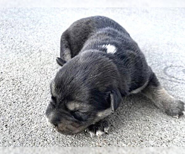 Medium Photo #1 German Shepherd Dog-Unknown Mix Puppy For Sale in Houston, TX, USA