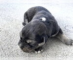 Small German Shepherd Dog Mix
