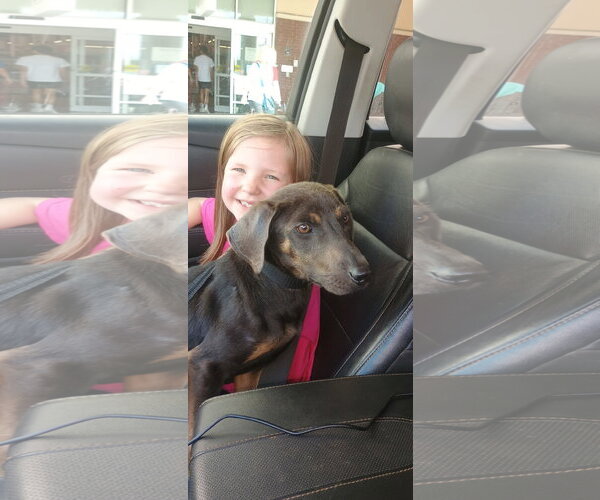 Medium Photo #1 Dachshund Puppy For Sale in The Woodlands, TX, USA