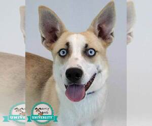 Mutt Dogs for adoption in Kennesaw, GA, USA