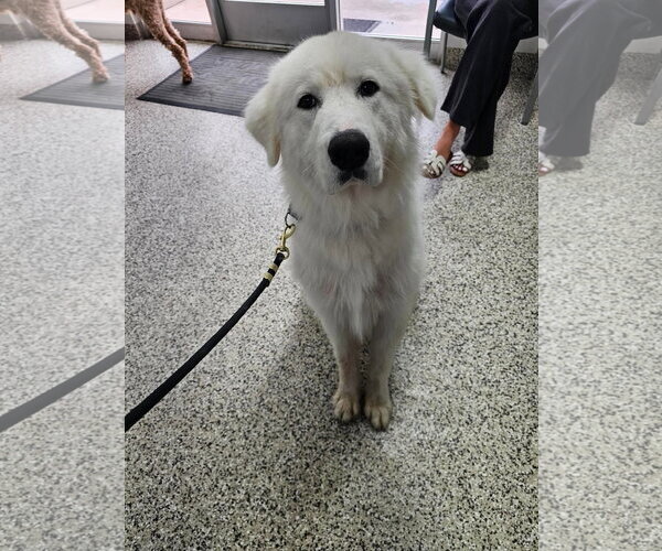 Medium Photo #1 Great Pyrenees Puppy For Sale in Bountiful, UT, USA