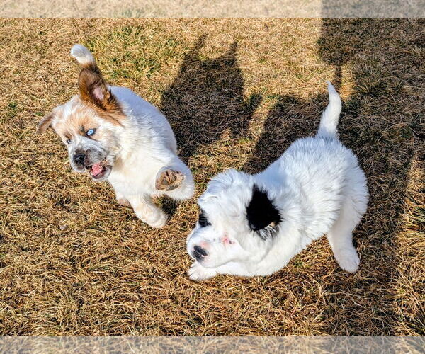 Medium Photo #7 Australian Shepherd-Unknown Mix Puppy For Sale in Sandy, UT, USA