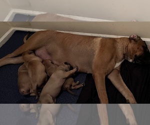 Mother of the Bullmastiff puppies born on 07/31/2022