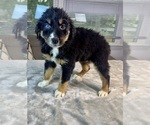 Puppy Boy 4 Australian Shepherd