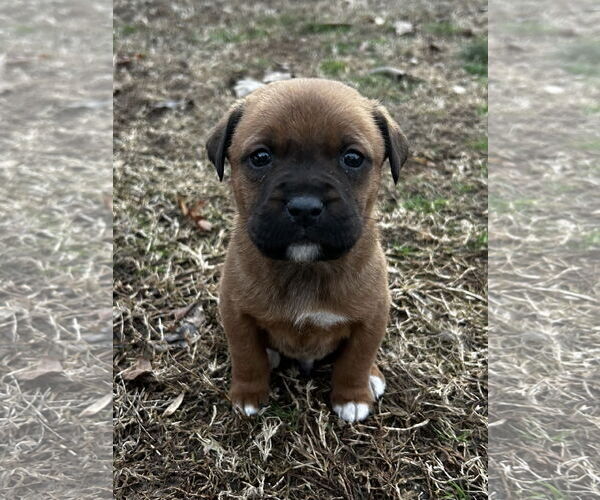 Medium Photo #1 Staffordshire Bull Terrier-Unknown Mix Puppy For Sale in Kannapolis, NC, USA