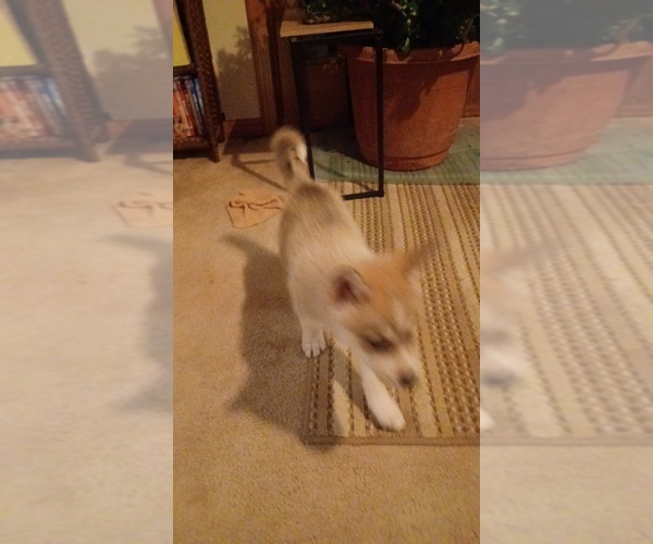 Medium Photo #4 Gerberian Shepsky Puppy For Sale in EDMORE, MI, USA