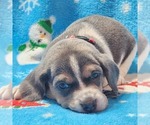 Small Photo #7 Beagle Puppy For Sale in COOS BAY, OR, USA