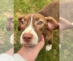 Small #1 Boglen Terrier