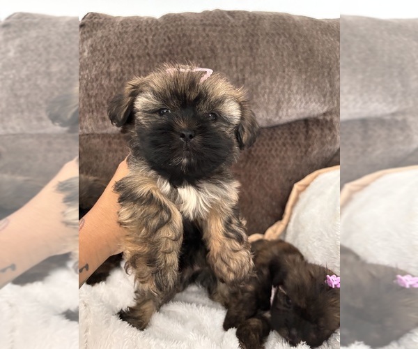 Medium Photo #7 Shih Tzu Puppy For Sale in KATY, TX, USA
