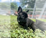 Small Photo #6 French Bulldog Puppy For Sale in HIALEAH, FL, USA