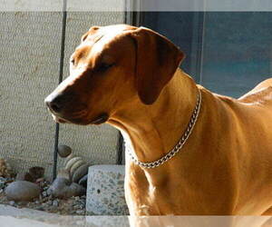 Rhodesian Ridgeback Puppy for sale in HESPERIA, CA, USA