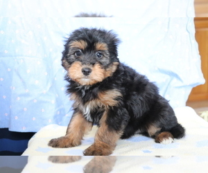 Aussie-Poo Puppy for sale in SHILOH, OH, USA