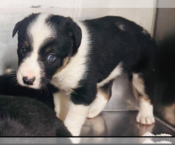 Medium Photo #2 Border Collie-Unknown Mix Puppy For Sale in Salt Lake City, UT, USA