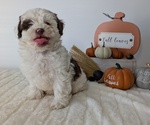 Small #7 ShihPoo