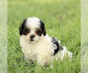 Zuchon Puppy for sale in PARADISE, PA, USA