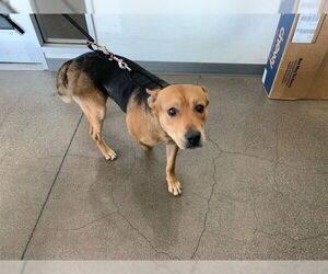 German Shepherd Dog Dogs for adoption in Berkeley , CA, USA