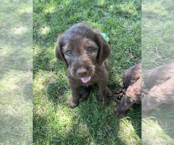 Medium Photo #4 Labradoodle Puppy For Sale in BONNER, MT, USA
