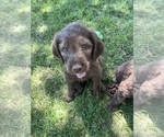 Small #3 Labradoodle