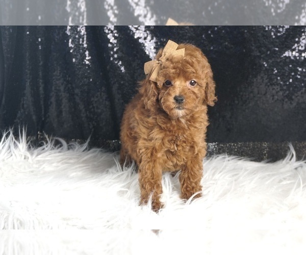 Medium Photo #5 Poodle (Toy) Puppy For Sale in WARSAW, IN, USA