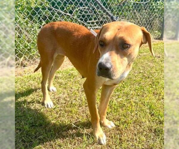 Medium Photo #1 American Pit Bull Terrier-Unknown Mix Puppy For Sale in Conroe, TX, USA