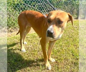 American Pit Bull Terrier-Unknown Mix Dogs for adoption in Conroe, TX, USA