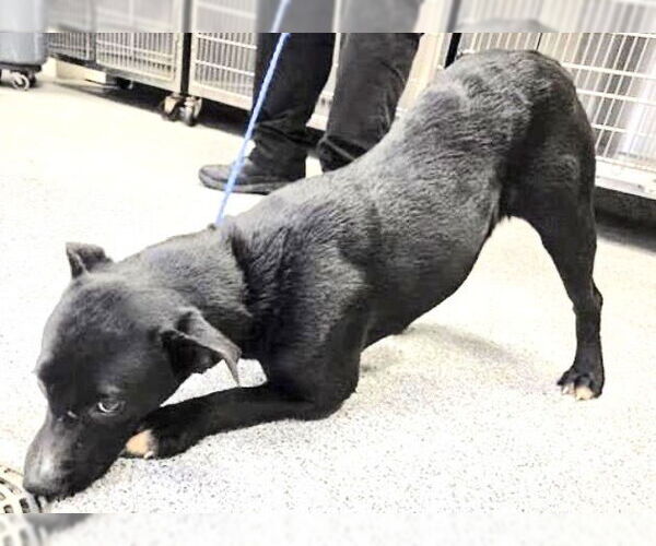 Medium Photo #2 Labrador Retriever-Unknown Mix Puppy For Sale in Houston, TX, USA