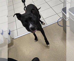 American Pit Bull Terrier-Unknown Mix Dogs for adoption in Derwood, MD, USA