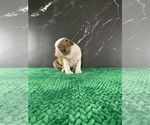 Small Photo #106 Boston Terrier Puppy For Sale in TULARE, CA, USA