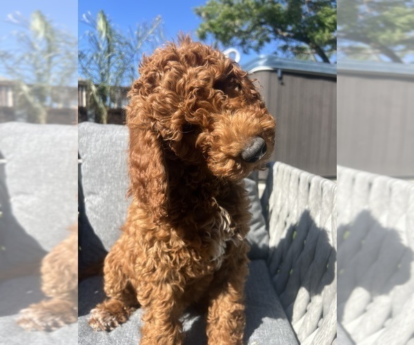 Medium Photo #1 Goldendoodle Puppy For Sale in SAN DIEGO, CA, USA