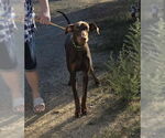 Small #2 Doberman Pinscher