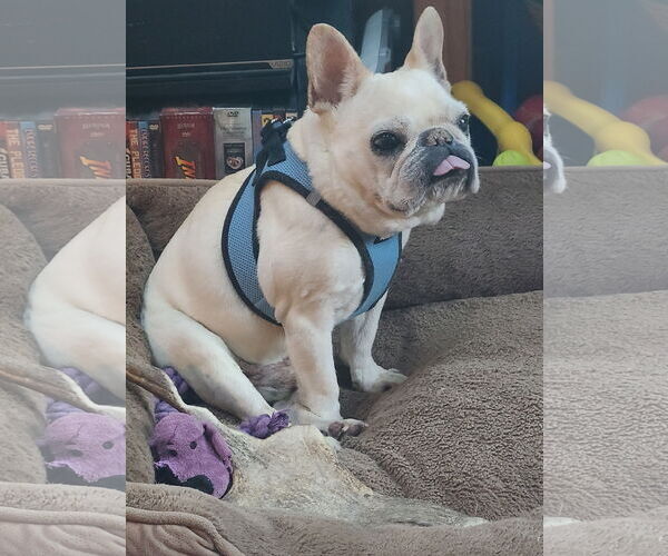 Medium Photo #2 French Bulldog-Unknown Mix Puppy For Sale in Aurora, CO, USA