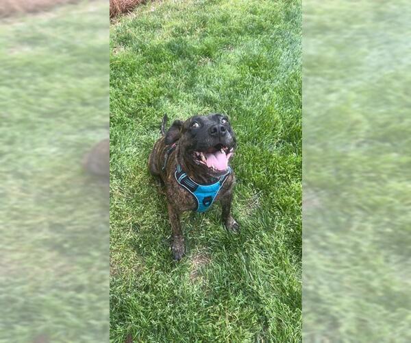 Medium Photo #2 American Pit Bull Terrier Puppy For Sale in Charlotte, NC, USA