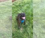 Small #1 American Pit Bull Terrier