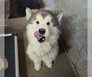 Charles - Male Alaskan Malamute Dog for Adoption - Photo #2