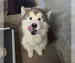 Small Photo #2 Alaskan Malamute Puppy For Sale in El Centro, CA, USA