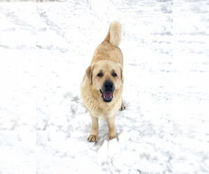 Great Pyrenees-Unknown Mix Dogs for adoption in Unionville, PA, USA