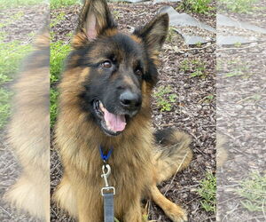 German Shepherd Dog Dogs for adoption in Rocky Point, NC, USA