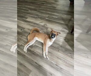 Huskies -Shiba Inu Mix Dogs for adoption in San Antonio, TX, USA