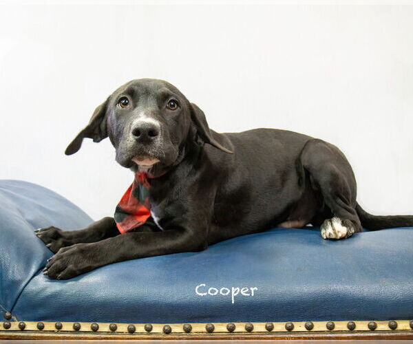 Medium Photo #3 Labrador Retriever-Unknown Mix Puppy For Sale in Hot Springs Village, AR, USA