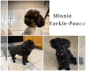 Mother of the Yorkiepoo mix (+ Poodle Toy) puppies born on 12/23/2023