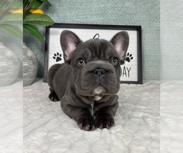 Medium Photo #6 French Bulldog Puppy For Sale in FRANKLIN, IN, USA