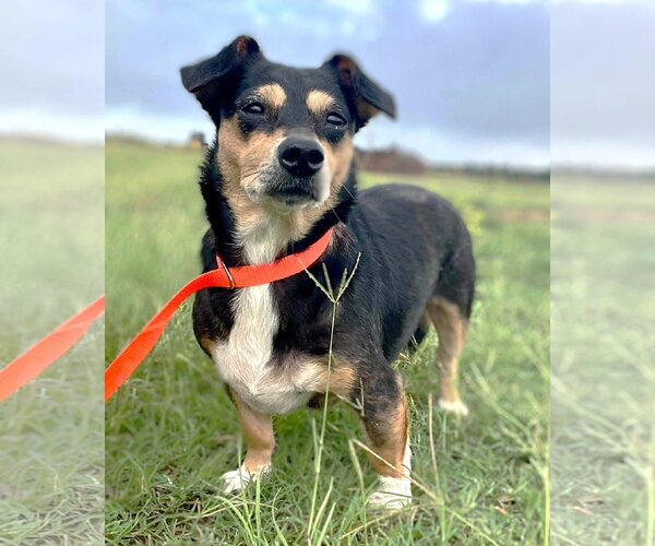 Medium Photo #3 Chihuahua Puppy For Sale in Boonton, NJ, USA