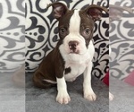 Small #2 Boston Terrier