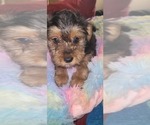Small Photo #217 Yorkshire Terrier Puppy For Sale in AKRON, OH, USA