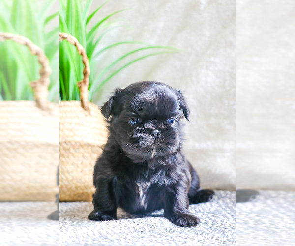 Medium Photo #2 Shih Tzu Puppy For Sale in SYRACUSE, IN, USA