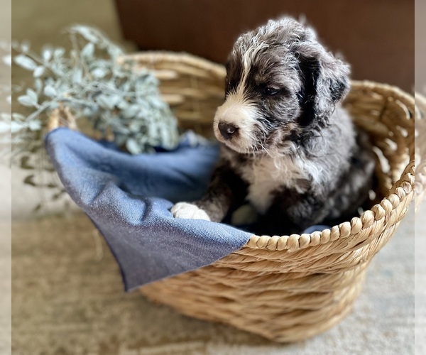 Medium Photo #7 Bernedoodle Puppy For Sale in BUFFALO, MO, USA