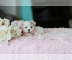 Small #24 Maltese