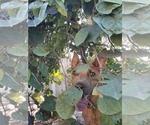 Small #3 Mutt