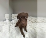 Small #5 Collie-Labrador Retriever Mix