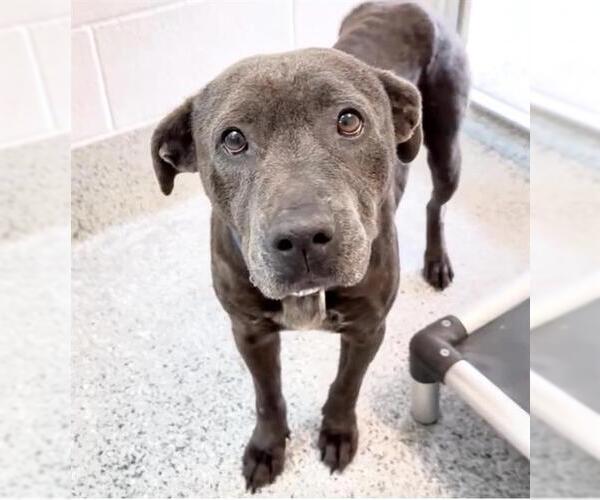 Medium Photo #4 Mutt Puppy For Sale in Houston, TX, USA